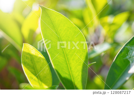 Natural plant green leaf in garden with bokeh background Natural plant green leaf in garden with bokeh background 128087217