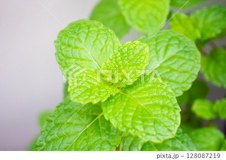 Fresh green peppermint plant in the garden 128087219
