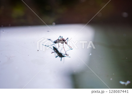 Aedes aegypti mosquitoes on water surface Aedes aegypti mosquitoes on water surface 128087441