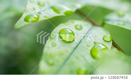 rain water drop on green leaf closeup natural background rain water drop on green leaf closeup natural background 128087458