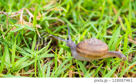little helix snail on green grass close up 128087461