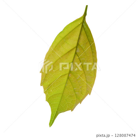Natural green leaf isolated on white background 128087474