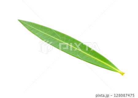 Natural green leaf isolated on white background 128087475