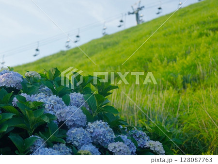 伊豆高原の観光地、新緑の大室山のリフトと紫陽花 128087763