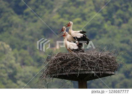 親鳥の帰りを待つコウノトリの雛達 親鳥の帰りを待つコウノトリの雛達 128087777