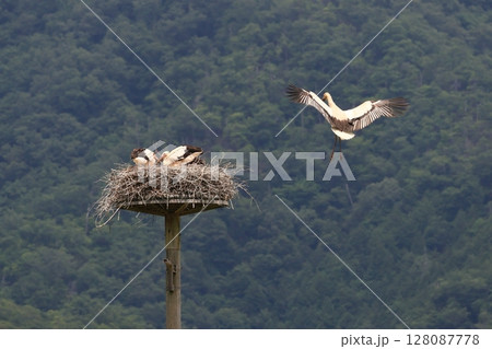 雛達に餌を運んで来るコウノトリの親 128087778