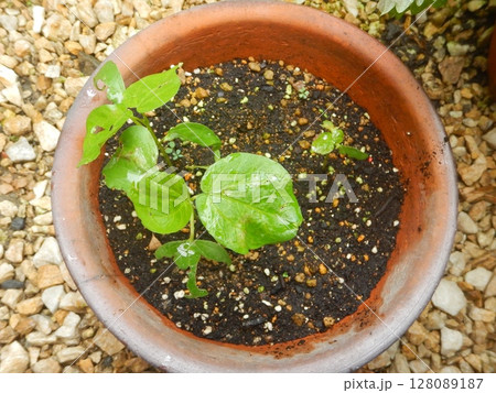 綿花栽培記録 128089187