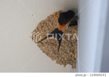 巣の中の雛に餌を与えるコシアカツバメ 巣の中の雛に餌を与えるコシアカツバメ 128089241