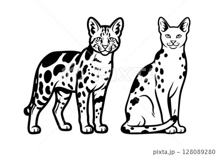 Vector of en elegant outline illustration of two Serengeti cats, one standing and one sitting, showcasing their spotted coats. 128089280
