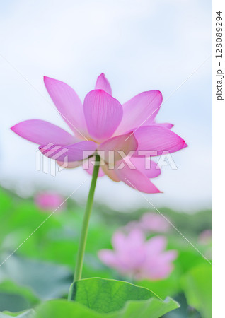 透き通るようなピンクの蓮 128089294