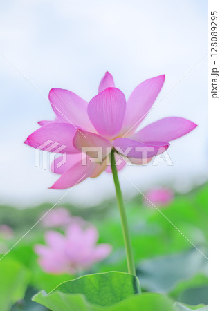 透き通るようなピンクの蓮 128089295