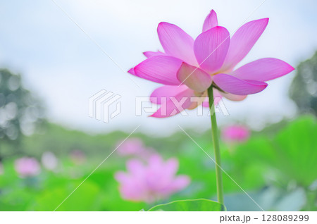 透き通るようなピンクの蓮 128089299