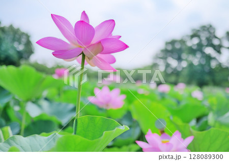 透き通るようなピンクの蓮 128089300