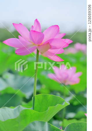 透き通るようなピンクの蓮 透き通るようなピンクの蓮 128089306