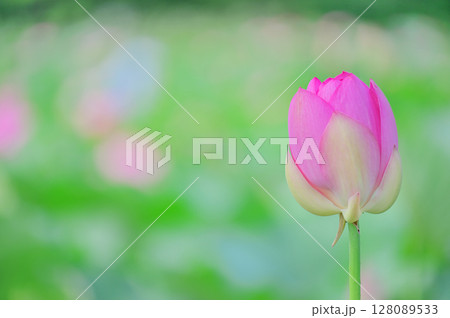 蓮の蕾、静かに開花を待つ 128089533