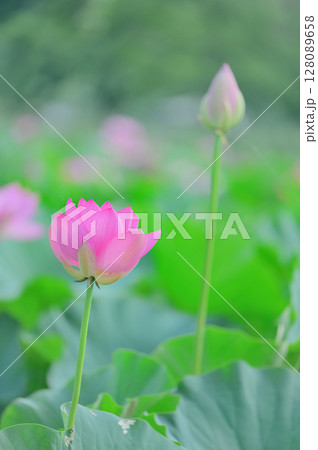 古代蓮の里に咲く蓮の花 128089658