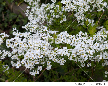 春の庭に咲く白い小さなユキヤナギの花 128089661