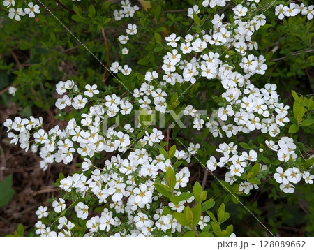 春の庭に咲く白い小さなユキヤナギの花 128089662