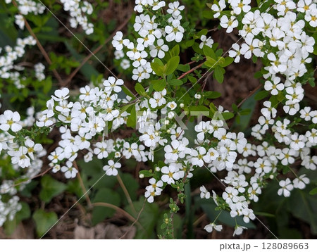 春の庭に咲く白い小さなユキヤナギの花 128089663