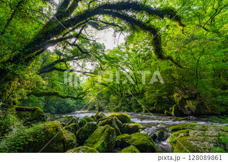 （熊本県）菊池渓谷　広河原 128089861