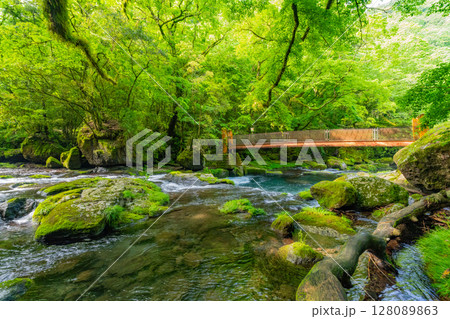 （熊本県）菊池渓谷　広河原 128089863