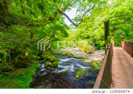 （熊本県）菊池渓谷　広河原 128089874