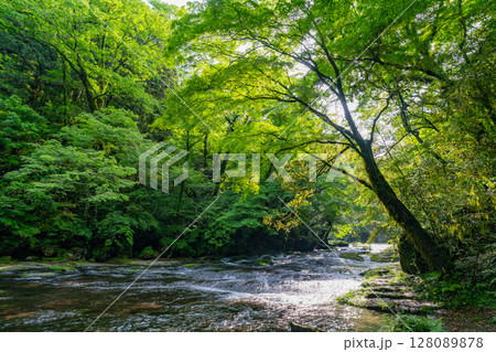 （熊本県）菊池渓谷　広河原 128089878