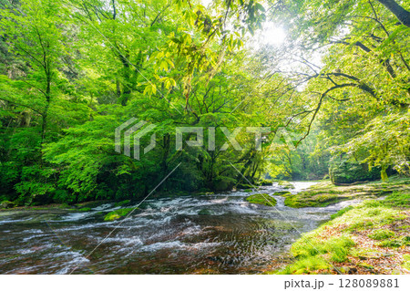 （熊本県）菊池渓谷　広河原 128089881