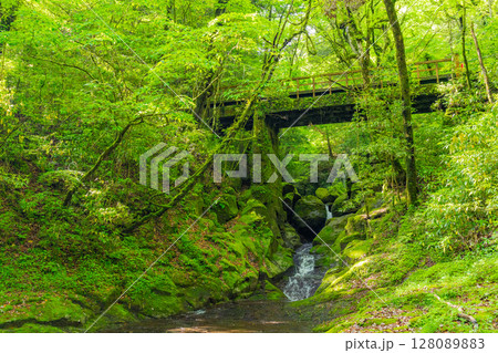 (熊本県)菊池渓谷 広河原 (熊本県)菊池渓谷 広河原 128089883