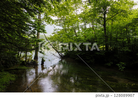 雨に濡れる上高地の森とせせらぎ 128089907