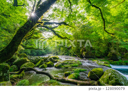 (熊本県)菊池渓谷 新緑が美しい広河原 (熊本県)菊池渓谷 新緑が美しい広河原 128090079