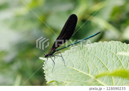 葉に止まるハグロトンボ 128090235