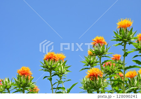 ベニバナ（キク科）花畑と晴天の空 128090241