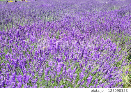 ラベンダーの花 ラベンダーの花 128090528