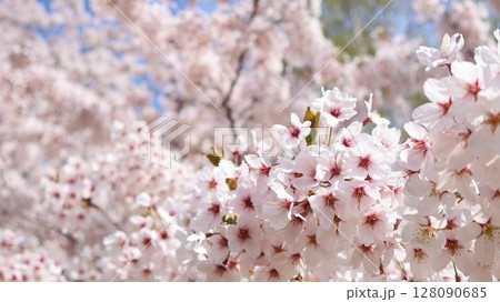 北海道の桜が満開している様子 128090685