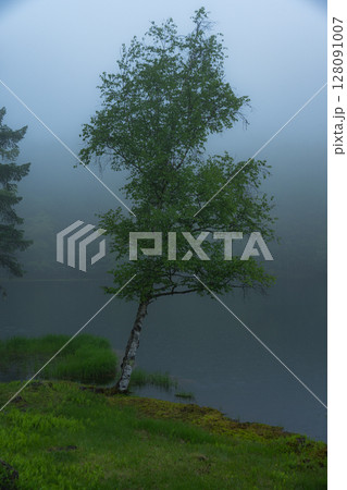 新緑の森 128091007