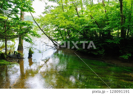 雨に濡れる上高地の森とせせらぎ 128091191