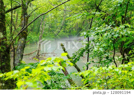 雨に濡れる上高地の森とせせらぎ 雨に濡れる上高地の森とせせらぎ 128091194