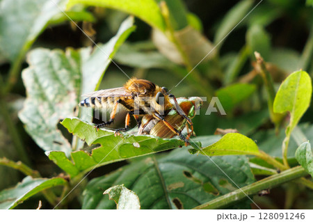 獲物を捕食するシオヤアブ 128091246