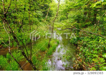 上高地の深い緑 初夏の森林風景 上高地の深い緑 初夏の森林風景 128091383