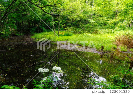 上高地の深い緑｜初夏の森林風景 128091529