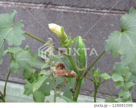 プランターに植えられたオクラの蕾 128091599