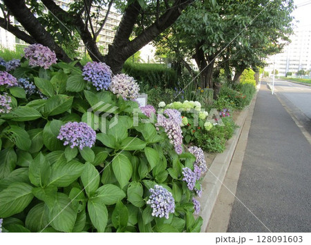 こじま花の会花畑の紫色と濃い紫色紫陽花 こじま花の会花畑の紫色と濃い紫色紫陽花 128091603