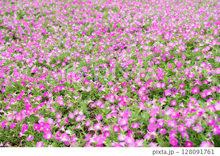 Background of blooming petunia flower in the garden. Background of blooming petunia flower in the garden. 128091761