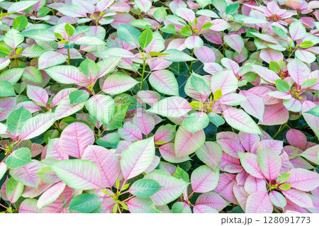 Beautiful pink and green Poinsettia (Euphorbia pulcherrima) texture, Christmas Star flower. Beautiful pink and green Poinsettia (Euphorbia pulcherrima) texture, Christmas Star flower. 128091773