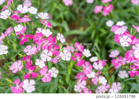 Pink Dianthus barbaticus flowers plants in the garden. 128091786
