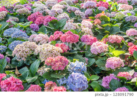 Colorful hydrangea flowers. Many Hydrangea macrophylla Blossom. Colorful hydrangea flowers. Many Hydrangea macrophylla Blossom. 128091790