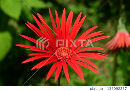 ガーべラ(オパール)キク科 ガーべラ(オパール)キク科 128092237