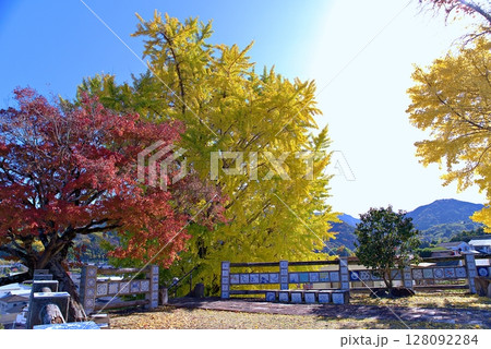 銀杏のある風景 銀杏のある風景 128092284