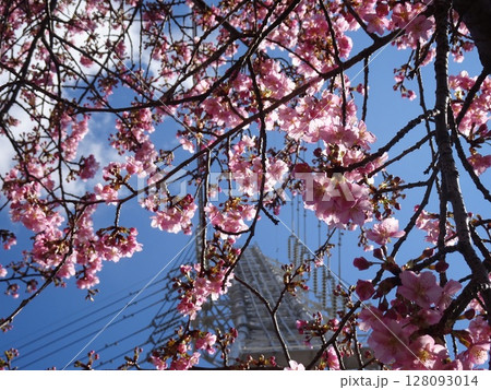 河津桜の公園-63 128093014